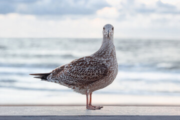 Möwe mit Meer im Hintergrund