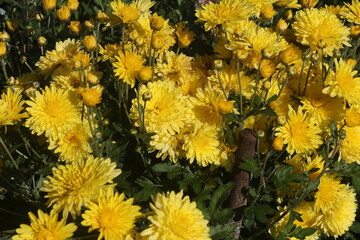 yellow chrysanthemum flowers