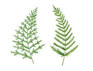 Set of loose watercolor fern leaves handpainted botanical illustration on white background.