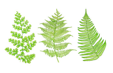 Set of detailed watercolor fern leaves handpainted botanical 
illustration on white background.