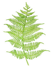 Detailed watercolor fern leave handpainted botanical illustration on white background.