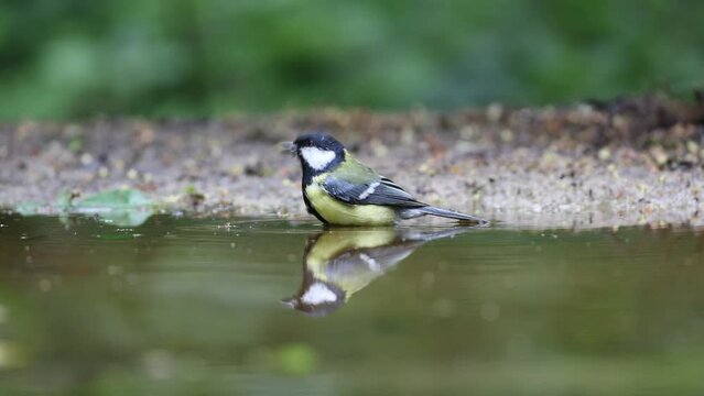 Reflection of great tit bathing in forest pond
