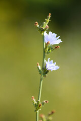 Closeup of common chicory flowers with green blurred background
