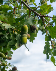 Acorns on an oak tree