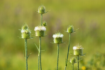Closeup of cutleaf teasel green seeds with green blurred background