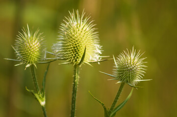Closeup of three cutleaf teasel green seeds with green blurred background