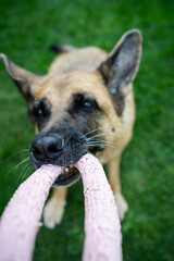 Dog play with chew toy, German Shepherd adult dog