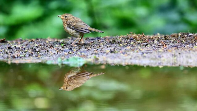 Foraging juvenile red robin reflected in forest pond