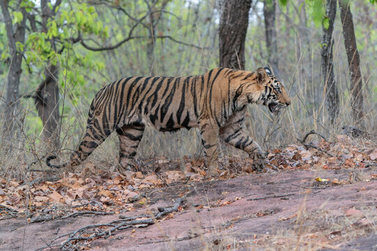 Tiger, Bengal Tiger (Panthera tigris Tigris), walking in Ranthambore National Park in India.                               