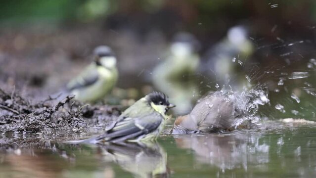 Blackcap and great tit slow motion bathing in forest pond