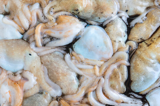 Calamari in pescheria.