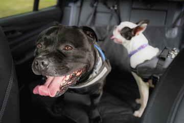 Staffordshire Bull Terrier dog on the back seat of a car. A defocused Boston Terrier is beside him. Both dogs are wearing a harness and they are hooked on to the seat. The seat has a protective cover.
