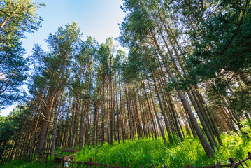 Fototapeta na wymiar Alley with tall pine trees in the park, Armenia 