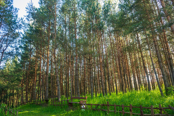 Alley with tall pine trees in the park, Armenia	