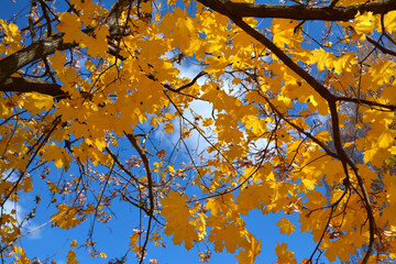yellow maple leaves on the branches on the background of the sky