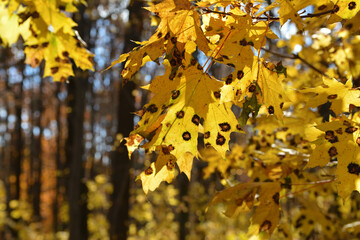 yellow maple leaves on branches in the forest