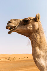 Camels in the emirates desert - obrazy, fototapety, plakaty