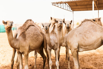 Camels in the emirates desert