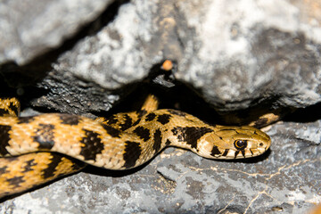 Endangered Milos grass snake on rocky surface