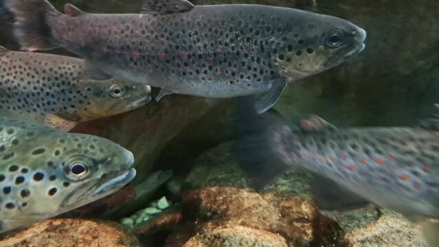 Rainbow trout, salmonid is an edible fish