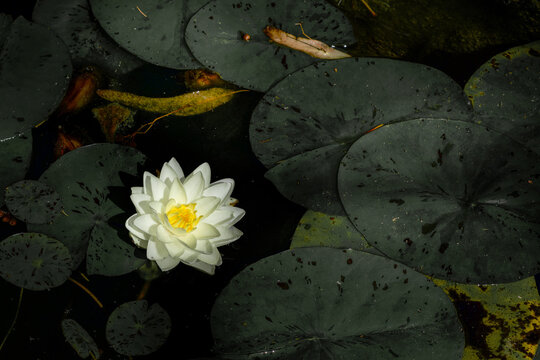 White Water lily in a pond