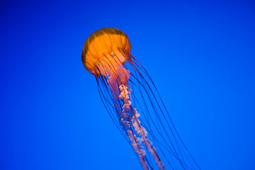 Jellyfish in an aquarium