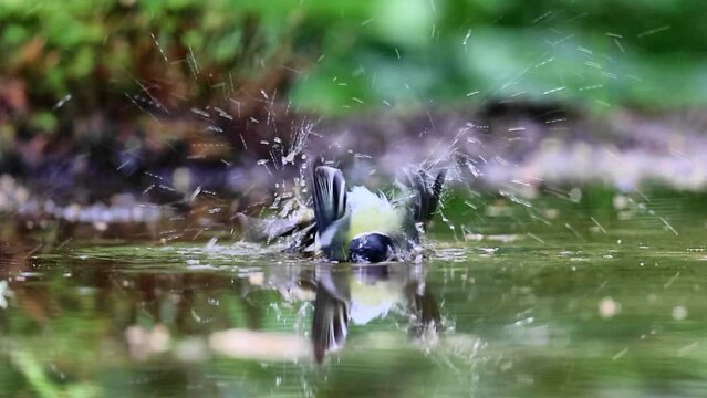 Slow motion bathing of great tit in forest pond