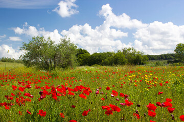 spring in Tuscany, landscape with poppies