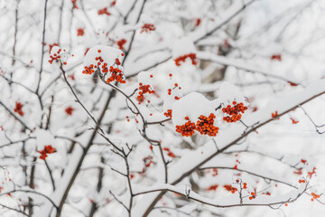Bright red Sorbus berries on tree branches covered with lush snow