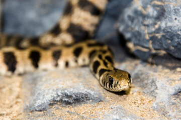 Endangered Milos grass snake on rocky surface
