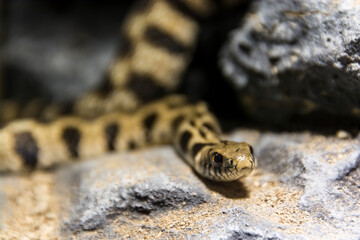 Endangered Milos grass snake on rocky surface