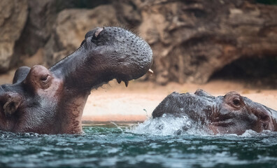 Two African hippos playing in a river partly submerged