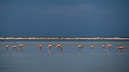 Plakat A flock of flamingos in shallow water eating small shrimp at rio lagartos wildlife refuge. The shrimp will turn them their distinctive pink.