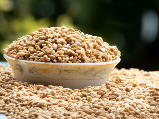 Wheat grains kept on bowl with lots or wheat on ground under sunlight for dry before using for cook.
