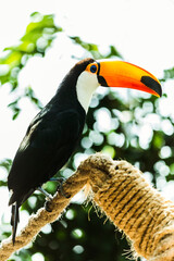 toucan bird 