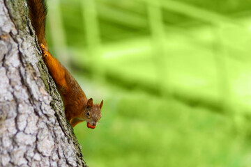 A large red squirrel with a nut in its teeth sits on the trunk of a tree