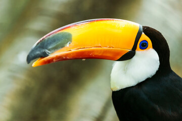 Toucan bird in the jungle © Edyta BB