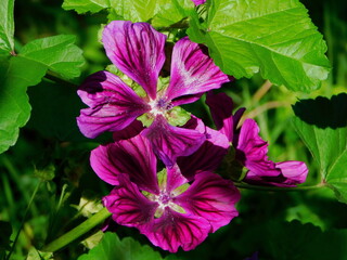 Purple flowers in full bloom