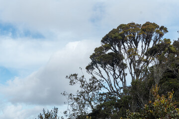 Trees at the top of Mount Arfak, West Papua Province