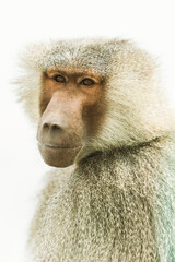 Hamadryas baboon in Taif, Saudi Arabia
