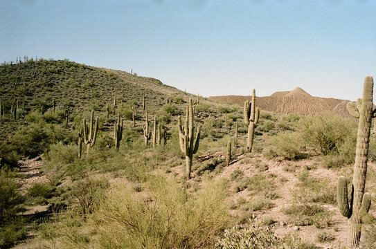 Cacti on a hill
