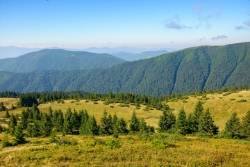 Fototapeta na wymiar carpathian mountain landscape in summer. coniferous forest on the grassy hillside. hills and meadows in morning light. tourism and vacation season