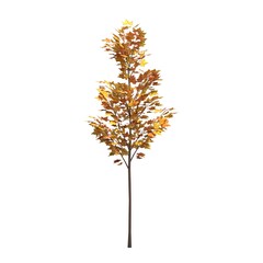 Obraz premium autumn tree isolated on white background, 3D illustration, cg render