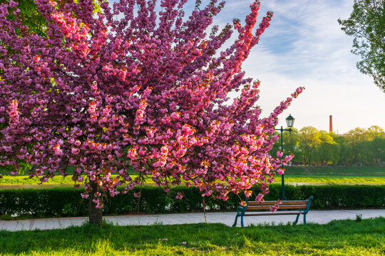 bench and blossoming sakura tree. beautiful cityscape on early morning in spring. kyiv embankment in uzhgorod, ukraine. some clouds on the sky