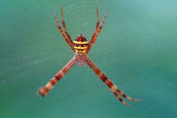 spider on a web