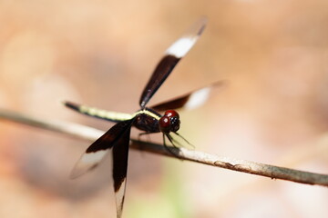 dragonfly on a branch