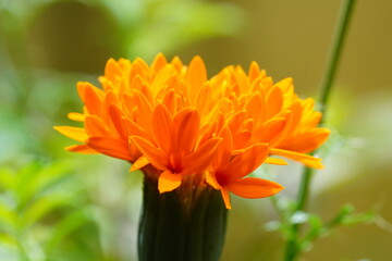 orange flower in the garden