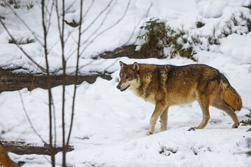female Eurasian wolf (Canis lupus lupus) walking through the snowy woods