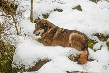 male Eurasian wolf (Canis lupus lupus) has a piece of the prey