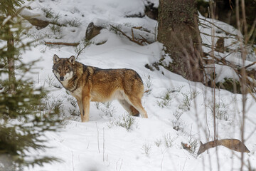 male Eurasian wolf (Canis lupus lupus) is in the snow in the woods